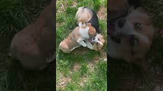 Pembroke Welsh Corgi Puppies For Sale in Warren County [upl. by Eiclud]