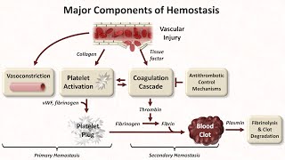 Hemostasis Lesson 1  An Introduction [upl. by Aicilaf]