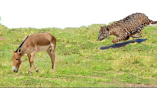 Look What Happened When This Leopard Attacked Donkey [upl. by Atirys347]