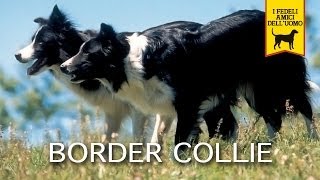 BORDER COLLIE trailer documentario [upl. by Llenhoj]