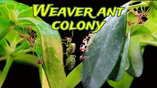 My Weaver ant Colony 🐜 🌿 [upl. by Dalila]