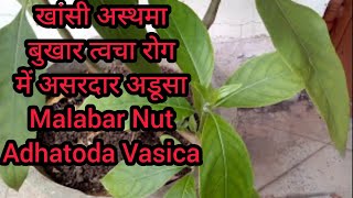 Health Benefits of Malabar NutBAKASHADHATHODA VASICAअडूसा Cure Cough Ashthma amp Skin Problem amp Use [upl. by Stephenie]