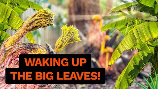 Gunnera Musa basjoo Tetrapanax amp Tibet Banana Plant Update amp Spring Care Tips [upl. by Cr476]