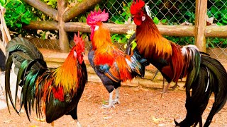 Red Jungle Fowl Crowing  Jungle Fowl Chicken Breed  The Wild Chickens [upl. by Aderf]