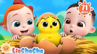 Little Chicks Song 🐤  1 HOUR of Farm Animal Songs  Kids Songs amp Nursery Rhymes  LiaChaCha [upl. by Intyrb]