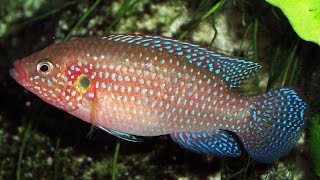 Jewel Cichlid Is Getting Along With The Blood Parrot Cichlid [upl. by Aillicsirp953]