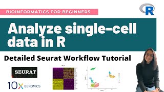 How to analyze singlecell RNASeq data in R  Detailed Seurat Workflow Tutorial [upl. by Linnea]