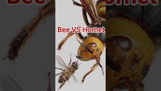 Bee VS Hornet [upl. by Najib]