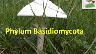 Basidiomycota [upl. by Awjan313]