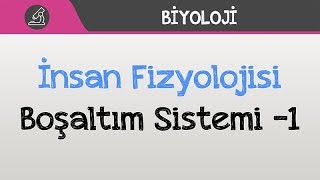 İnsan Fizyolojisi  Üriner Sistem Boşaltım Sistemi 1 [upl. by Gnilrad654]