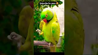 Indian Ringneck Parrot talking and dancing 🦜 parrot parrottalking parrotlover petbird [upl. by Annola]