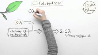 Varianten der Fotosynthese  C4 und CAM  Biologie  Pflanzen und Pilze [upl. by Moynahan494]