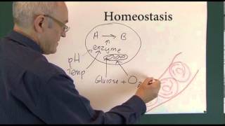 Homeostasis 1 Physiological Principles [upl. by Anilag]