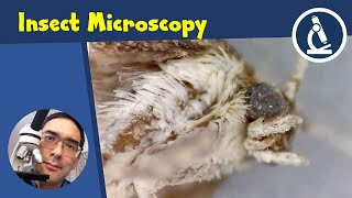 🔬 137  5 Tips on how to observe insects with a stereo microscope  Amateur Science [upl. by Shoifet]