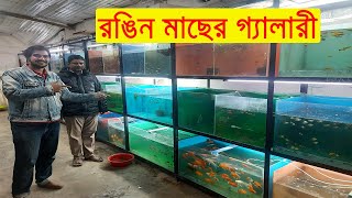 রঙিন মাছের সুন্দর গ্যালারী ও পরিচিতি। Beautiful aquarium fish gallery [upl. by Krischer]