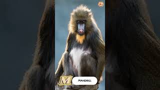 ABC Mammals Names  Mammals Alphabet Song  Part 2 J to Q  singing amp learning abcd together [upl. by Erot862]