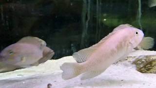 wwwtropheuscompl  Telmatochromis dhonti Bangwe [upl. by Tur]