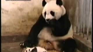 Panda mãe se assusta com espirro de filhote [upl. by Ikcim]