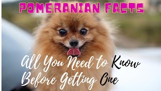 Facts About Pomeranian Dogs 101All You Need to Know [upl. by Lombardi177]