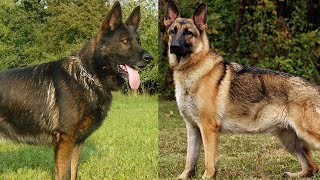 The Different Types of German Shepherds Which One Should You Get [upl. by Zeculon]