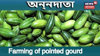 Farming Of Trichosanthes Dioica  Pointed Gourd  ANNADATA [upl. by Bonina56]