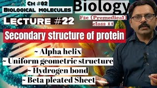 Secondary Structure of Protein  Alpha helix  beta pleated sheet Biology class 11 Ch 02 UrduHindi [upl. by Macdonell]