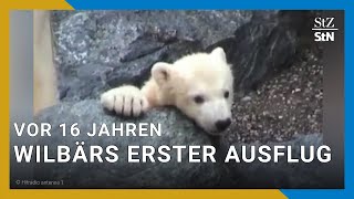 Erster Ausflug vor 16 Jahren So verzauberte Eisbärbaby Wilbär die Stuttgarter [upl. by Celestyna39]