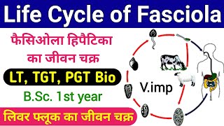 fasciola hepatica life cycle  life cycle of fasciola hepatica  liver fluke life cycle  biology [upl. by Ynnavoeg]