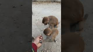 Cutebabymonkey 🤣shortbandermonkeyvideo [upl. by Navlys554]