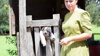 Goat Care Pt 9 Drying Off  How to Stop a Goat From Producing Milk [upl. by Wertheimer]