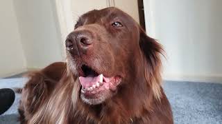 Flat coated Retriever Chilled with Dad [upl. by Cardon169]