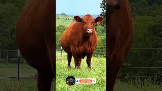 Rubys Rustic Retreat Majestic Red Cow Grazing [upl. by Rebmik]