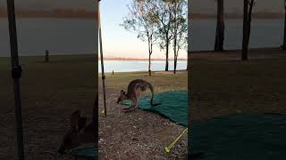 Kangaroos all around  Wivenhoe Lake travel camping campingqld campingaustralia [upl. by Norahc]