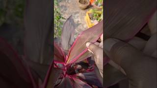 Cordyline Fruticose plant 🍁🍁 gardening shorts goodluckplant plants indoorplants Dracesnaplant [upl. by Aikemit]