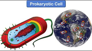 Bacterial Cell Structure and Function [upl. by Ardnusal]