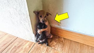 Dogs Cry and Hug Before Being Put Down—Vet Calls For Help When Realizing… [upl. by Ibbie158]