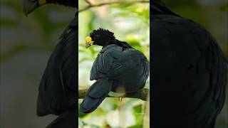 Photographing a Great Curassow ♂️ in Costa Rica costarica nature birdphotography birdwatching [upl. by Dubois]