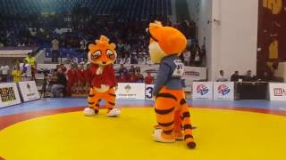 Tigers fighting at the World Youth and Juniors Sambo Championships 2016 in Romania [upl. by Martita]