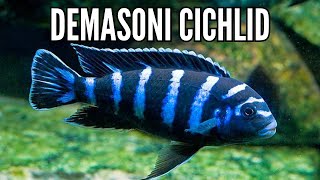 How to Keep the Most Aggressive African Cichlid the Demasoni Cichlid [upl. by Forward]