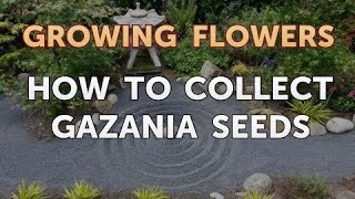 How to Collect Gazania Seeds [upl. by Olim463]