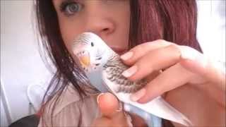 Hele tamme parkiet  Very Tame Parakeet [upl. by Nylram]