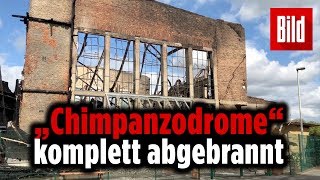 Besitzer unter Schock Kletterhalle Chimpanzodrome komplett niedergebrannt [upl. by Nilra536]