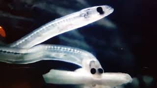 Real eel sounds recorded with an underwater microphone Thanks to Hans Erik Karlsen [upl. by Nednerb]