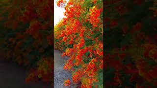 Caesalpinia pulcherrima flower flowers flowergarden [upl. by Kielty37]