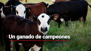 Supercampeones  El ganado que ha sido campeón 8 veces en la feria ganadera de Tabasco [upl. by Ymmaj]