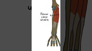 Palmaris Longus Muscle Anatomy in 60 Seconds anatomy medvidsmadesimple anatomyseries shorts [upl. by Platto]