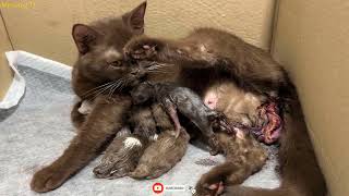 Cat Giving Birth Cats with chocolate colored fur give birth  The End [upl. by Shushan]