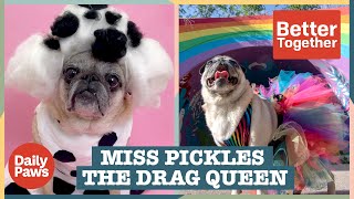 Meet Miss Pickles The Fabulous Drag Pug 🌈  Better Together  Daily Paws [upl. by Geddes]