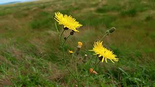 Perennial Sowthistle A Mesmerizing Look at a Wildflower with a Bold and Beautiful Presence [upl. by Etteniuq]