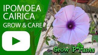 Ipomoea cairica  grow care and eat Morning glory plant [upl. by Ai]